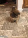 Akc pomeranian male puppy