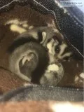 Sugar gliders for sale w/ cage & accesso