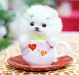 Adorable pomeranian puppy
