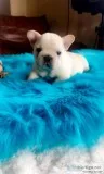 French bulldog puppies--gorgeous