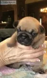 Aristotle - mini brindle french bulldog