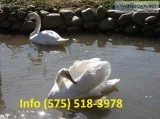 Enfth mute swan for sale 
