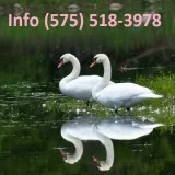 Rhfmt mute swan for sale 