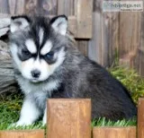 Siberian husky puppies for sale