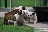 Pets