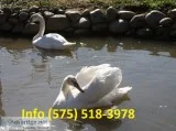 Atcksh mute swans for sale 