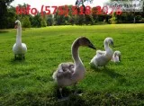 Ilftna mute swans for sale 
