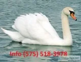 Sfjeht mute swans for sale 