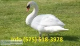 Pctmaw mute swans for sale 