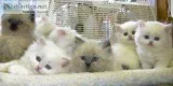 Cfa dollface persian kittens 