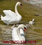 Dcfnr mute swans for sale 