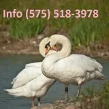 Lcvjffd mute swans for sale 