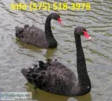 Australian black swans for sale 