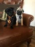 Champion bred pug puppies health tested 