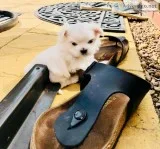 Teacup maltese puppies