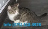 Eftuhg munchkin kittens for sale 