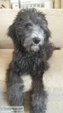 Great temperament labradoodle puppies