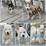 Husky puppies 