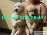 Male and female golden retriever pups