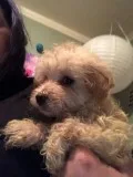 Poochon puppies