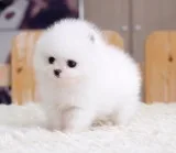 Teacup pomeranian puppies for adoption