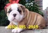 Gytrf two english bulldog puppies ready