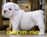 Eetuy adorable english bulldog puppies
