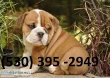 Dgrftds english bulldog puppies for reho