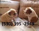 Thgfsd two english bulldog puppies ready