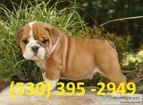 Rted two english bulldog puppies for reh