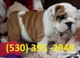 Jhrsd two english bulldog puppies ready