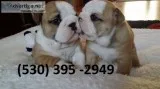 Htrfi two english bulldog puppies ready