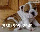 Gixq trained english bulldog puppies