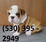 Dtgttd adorable english bulldog puppies