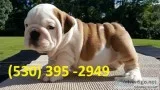 Ytfgf adorable english bulldog puppies