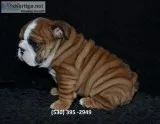 Dfdyt 2 english bulldog puppies ready