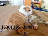 Dfghi two english bulldog puppies ready