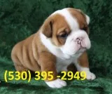 Dfhdf two english bulldog puppies ready