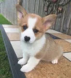 2 gorgeous corgi (pembroke) pups for sal