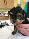 Dfdfds adorable yorkshire terrier puppie