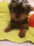 Yorkie puppies males & females