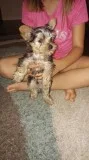 Cute yorkie puppies