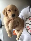 Golden retriever last one ready to go
