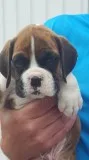 Boxer pups with and without tails also t