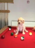 Pedigree golden retriever puppies