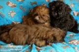 Karashi imperial coloured shih tzu puppi