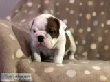 Old english bulldog puppies
