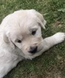 Stunning kc reg golden retriever puppies