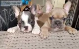 Amazing french bulldog puppys, kc reg