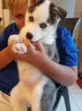 Beautiful stunning siberian huskies for 